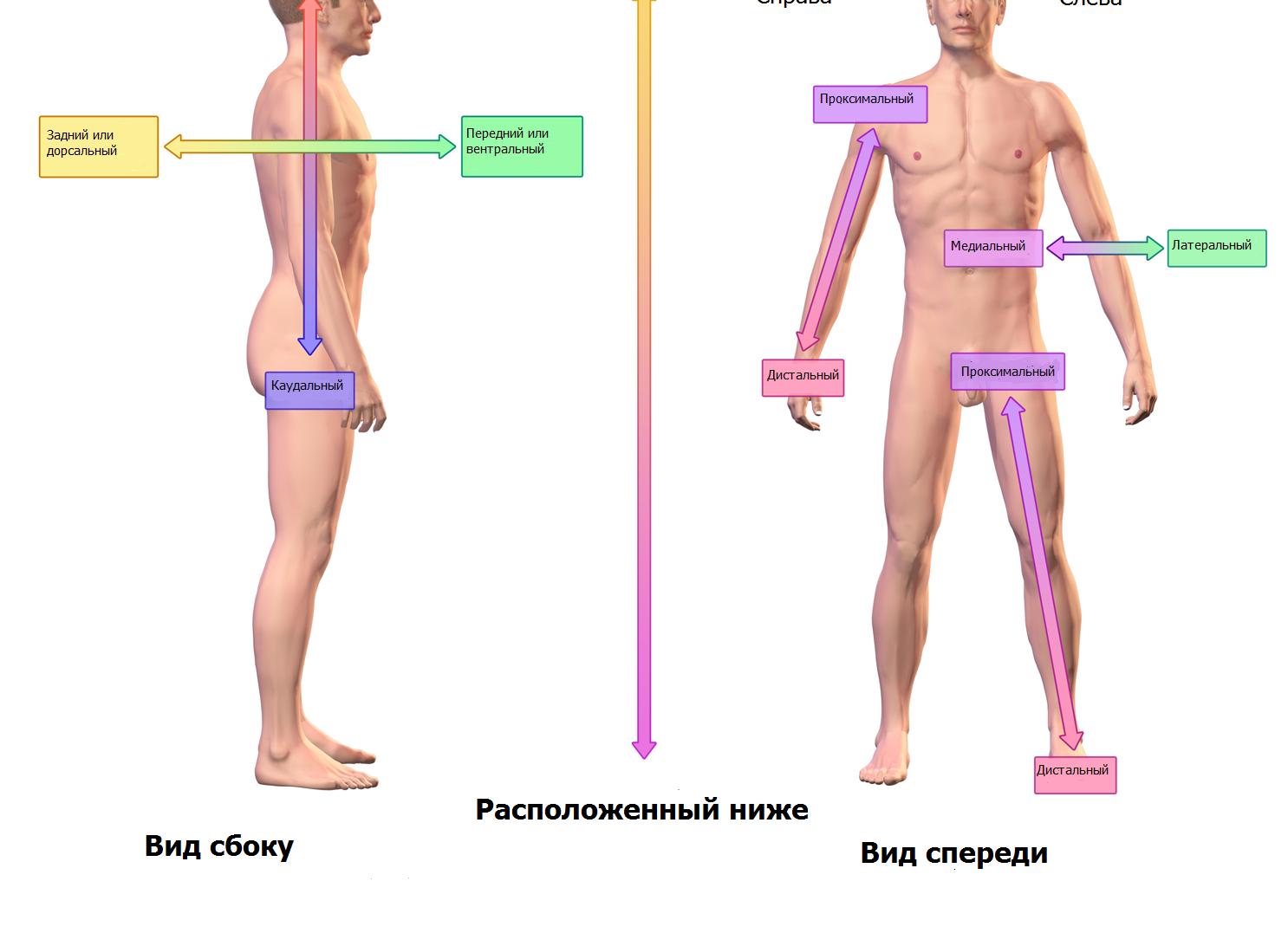 Признаки, сопровождающие развитие кифоза 3 степени